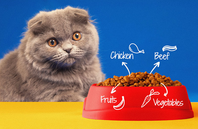 collage-cat-eating-nutritious-food