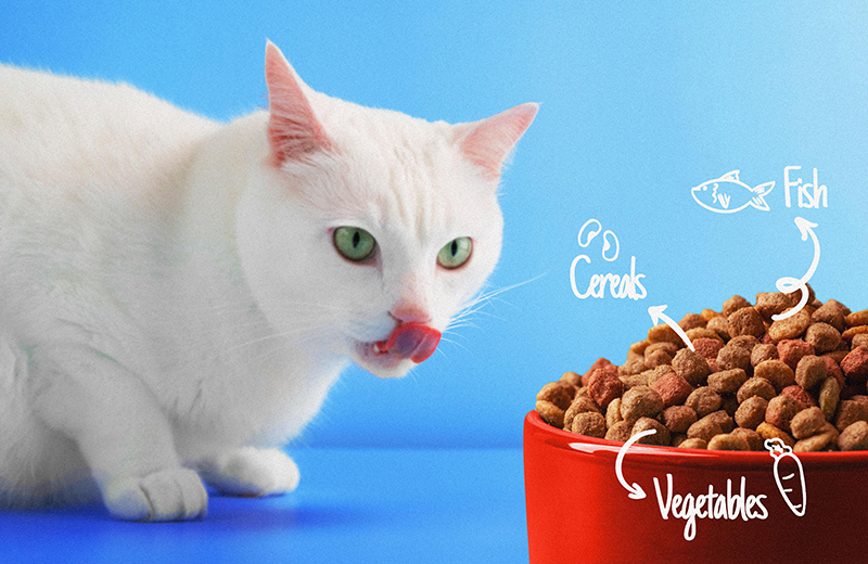 collage-cat-eating-nutritious-food (2)