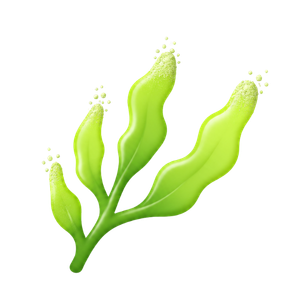 seaweed